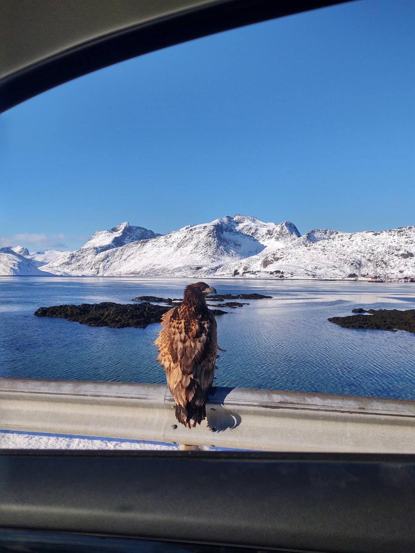 Fredvang Farm House - Lofoten エクステリア 写真